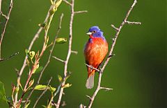 Painted Bunting